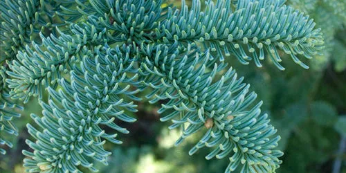 7ft Noble Fir Christmas Tree