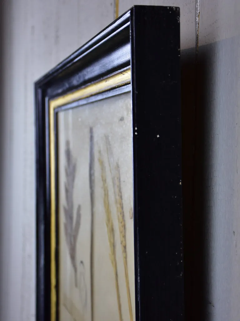 Antique French botanic herbieres in Napoleon III frame