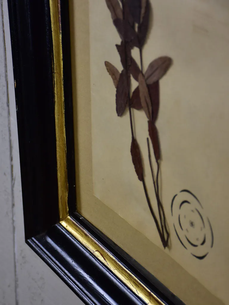 Antique French botanic herbieres in Napoleon III frame