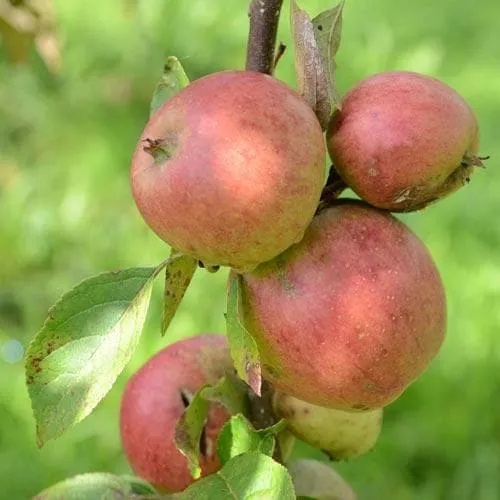 Apple Laxton Superb