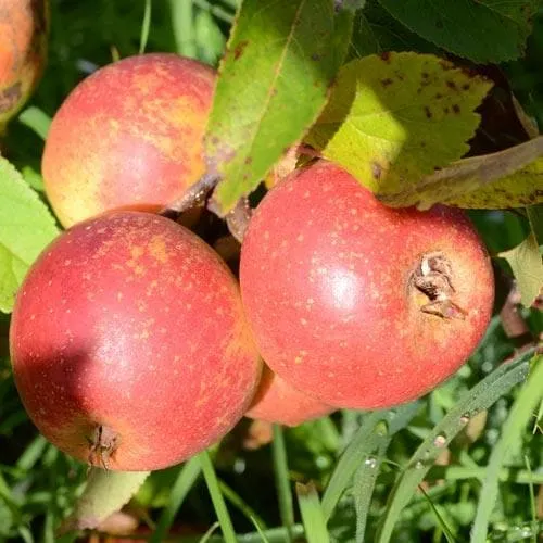 Apple Laxton Superb