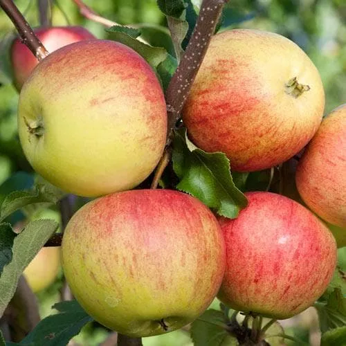 Apple Laxton Superb