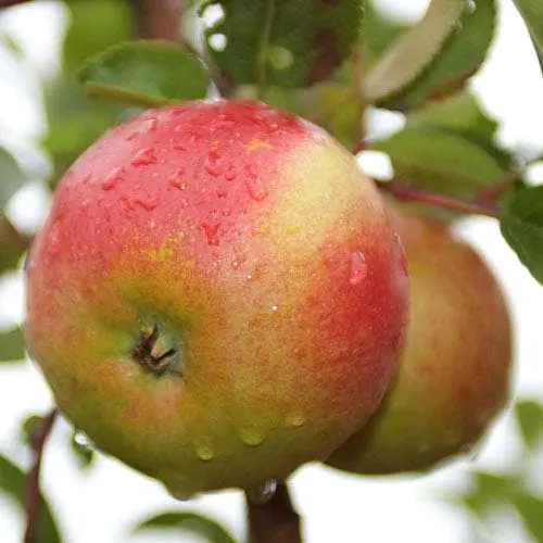 Apple Laxton Superb