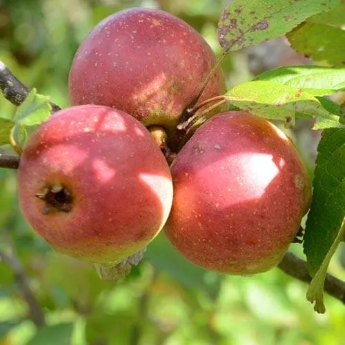 Apple Laxton Superb