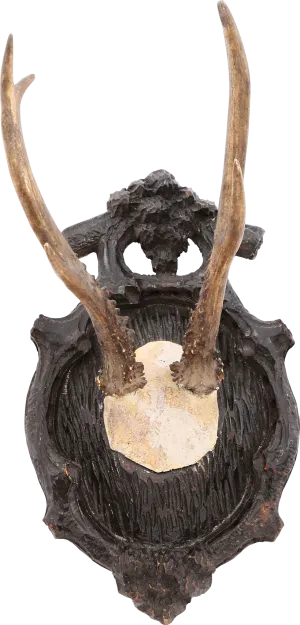 BLACK FORREST ROE DEER MOUNT C.1880’S