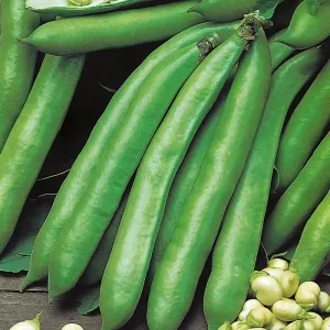 Broad Bean Valenciana Seeds
