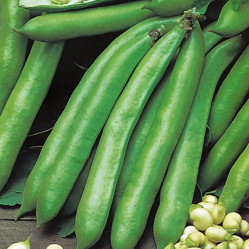 Broad Bean Valenciana Seeds