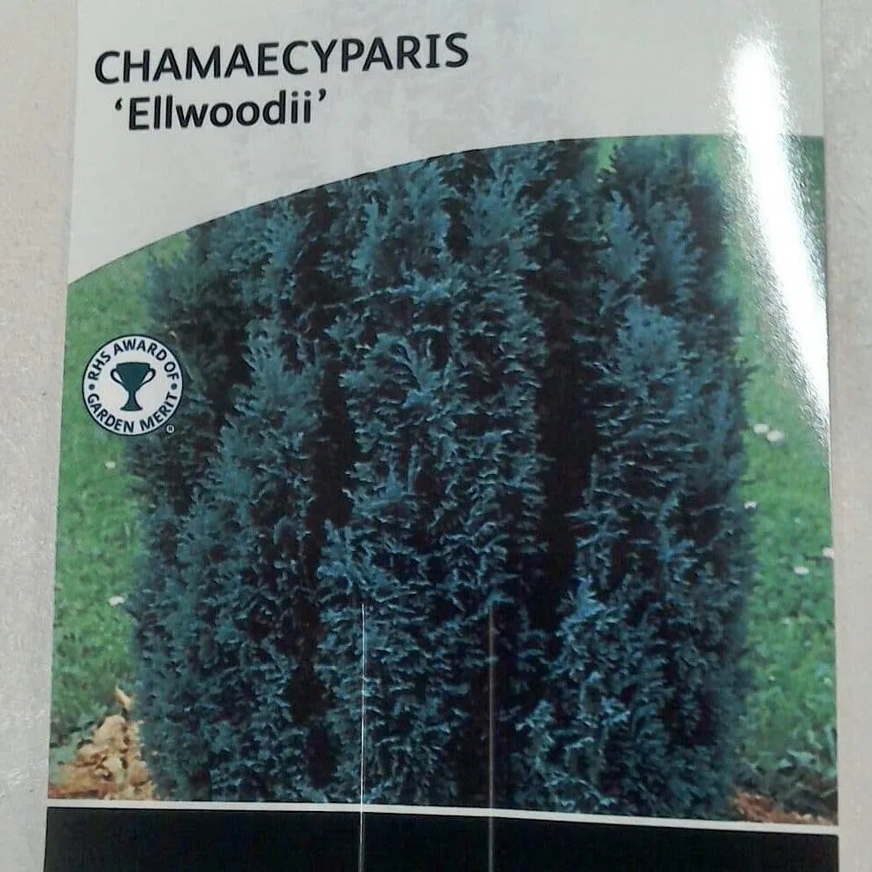 Chamaecyparis Ellwooii, 2L