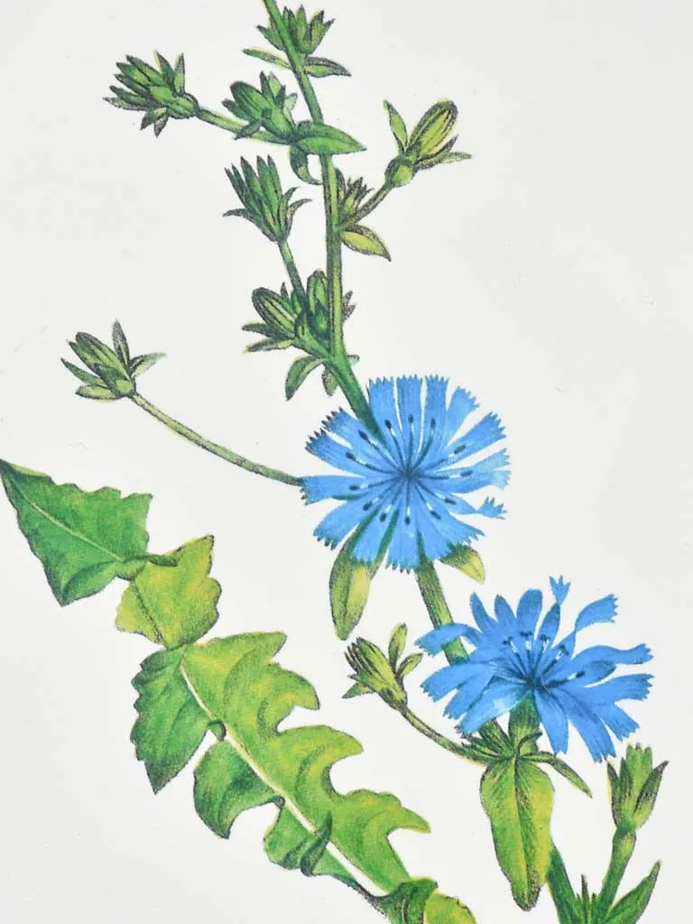 Early 20th century botanic art - chicory 12½" x 8¼"