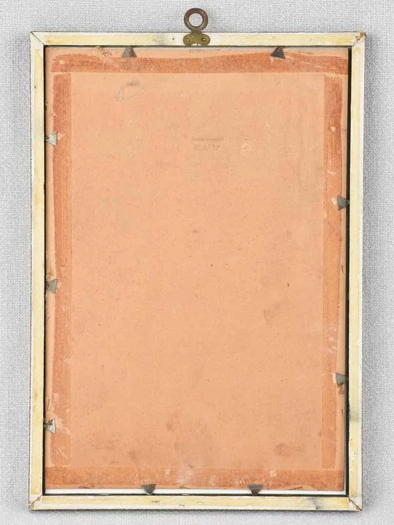 Early 20th century botanic art - chicory 12½" x 8¼"