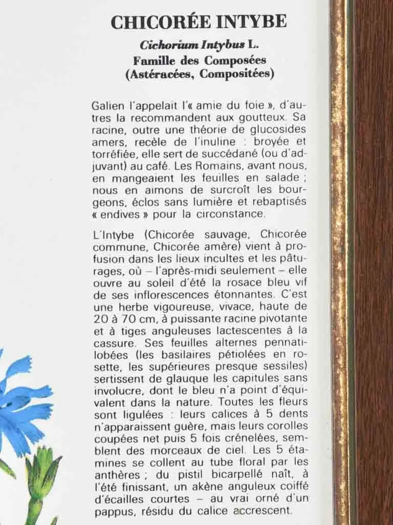 Early 20th century botanic art - chicory 12½" x 8¼"