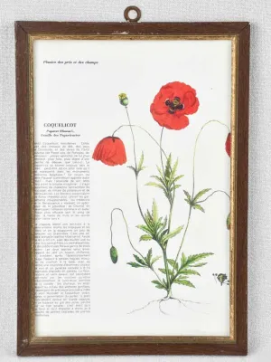 Early 20th century botanic art - coquelicot 12½" x 8¼"