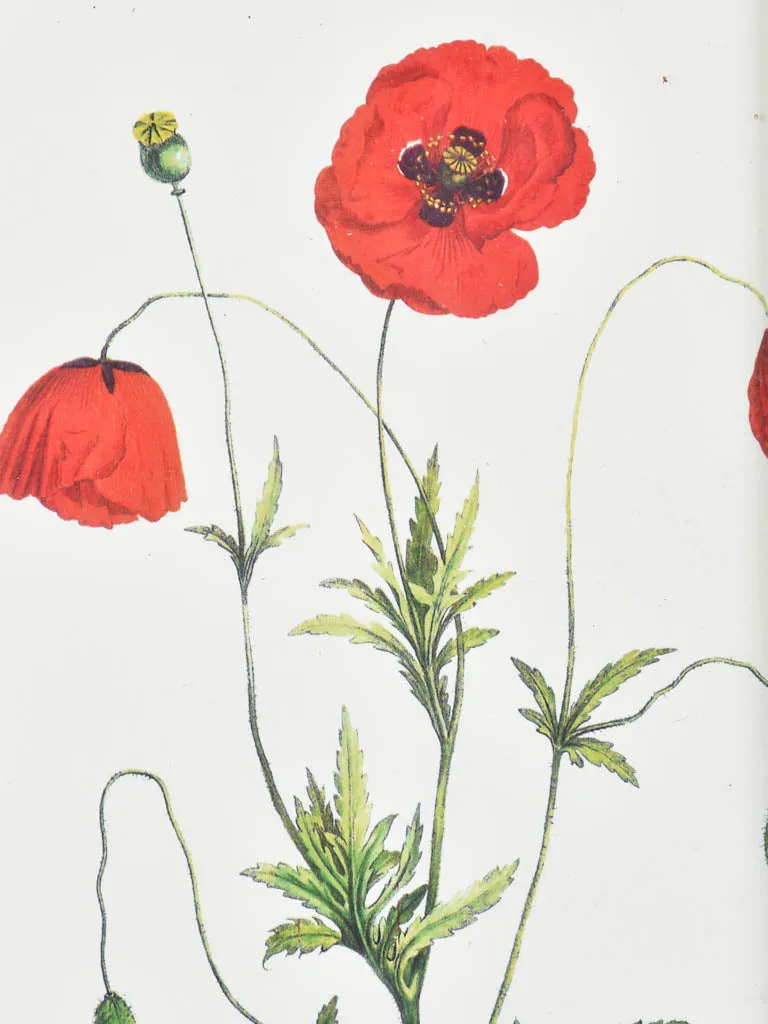 Early 20th century botanic art - coquelicot 12½" x 8¼"