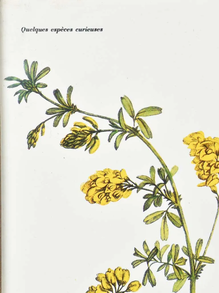 Early 20th century botanic art - luzerne falciforme 12½" x 8¼"