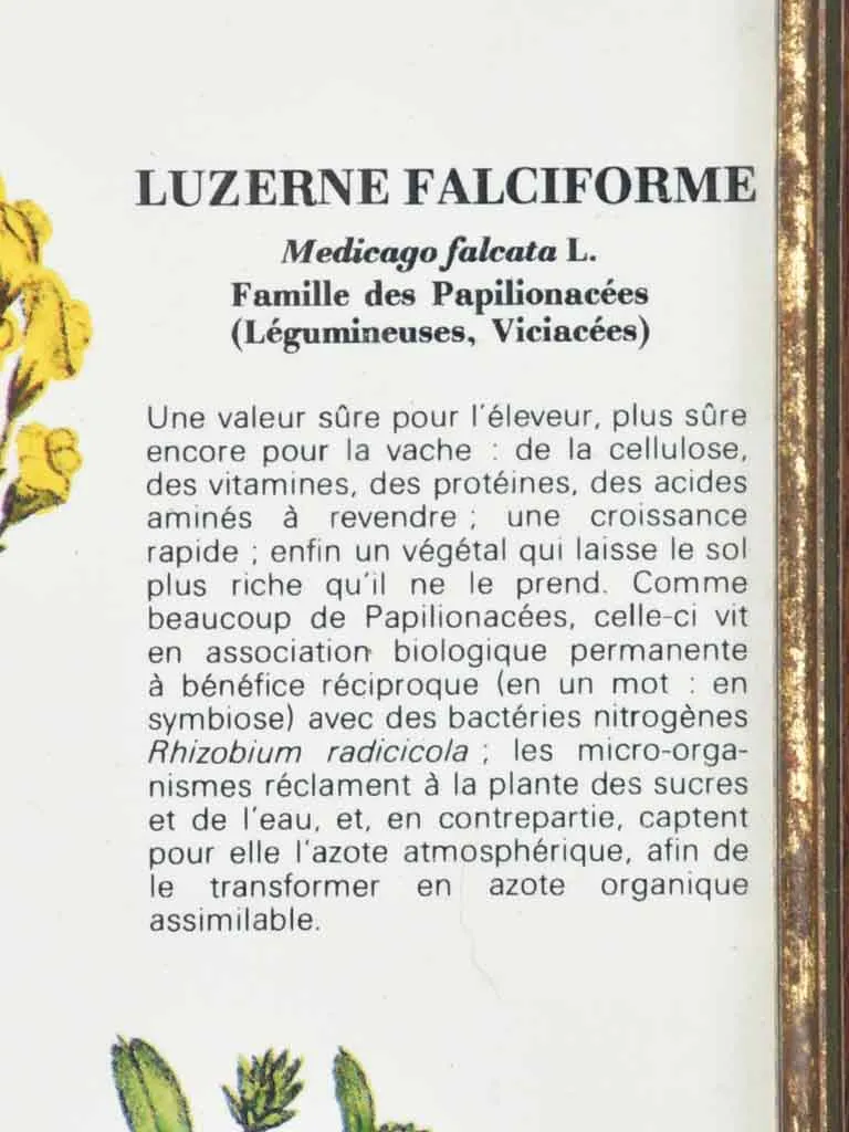 Early 20th century botanic art - luzerne falciforme 12½" x 8¼"