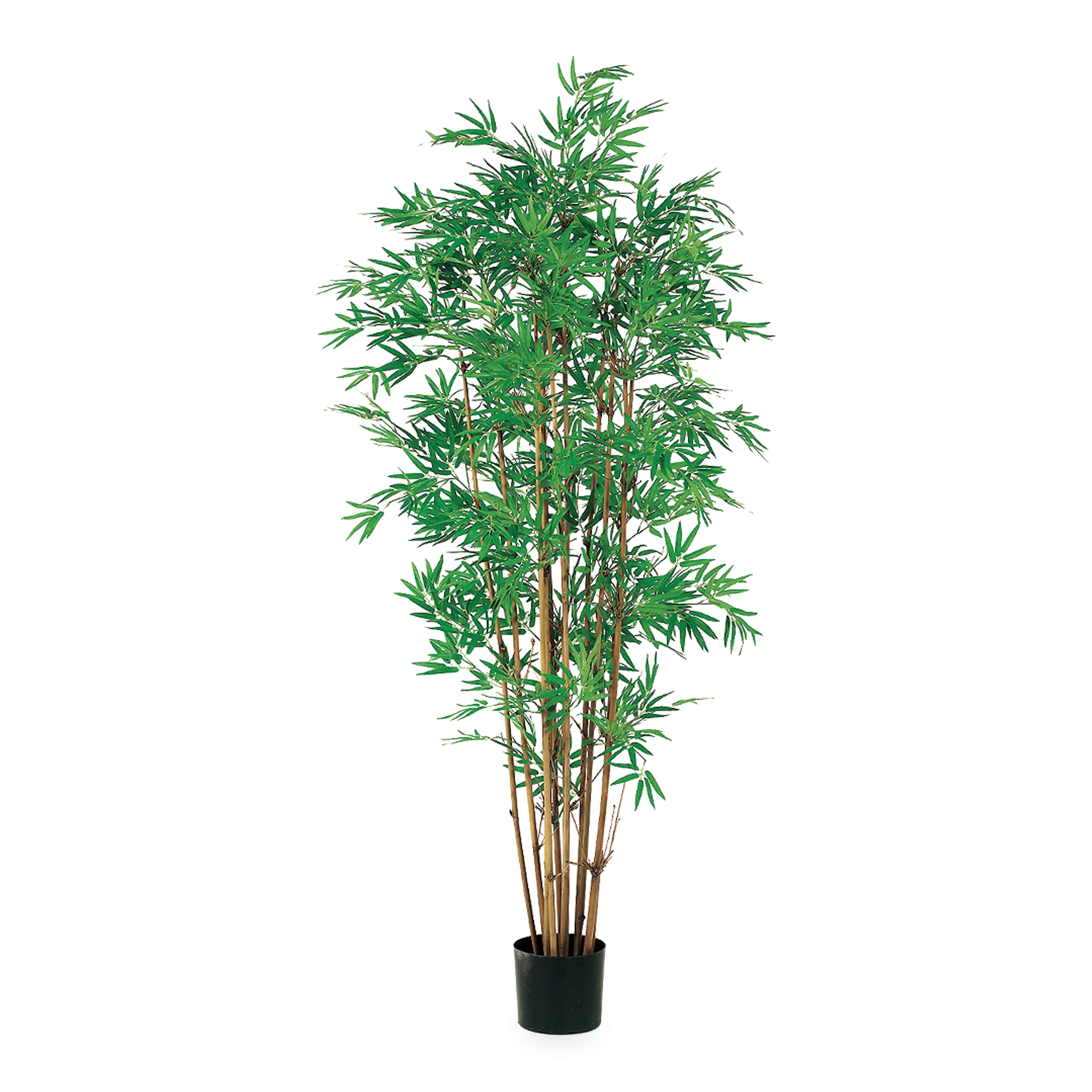 Japanese Bamboo Tree