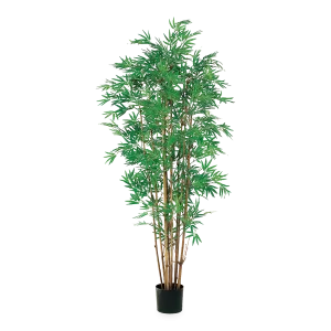 Japanese Bamboo Tree