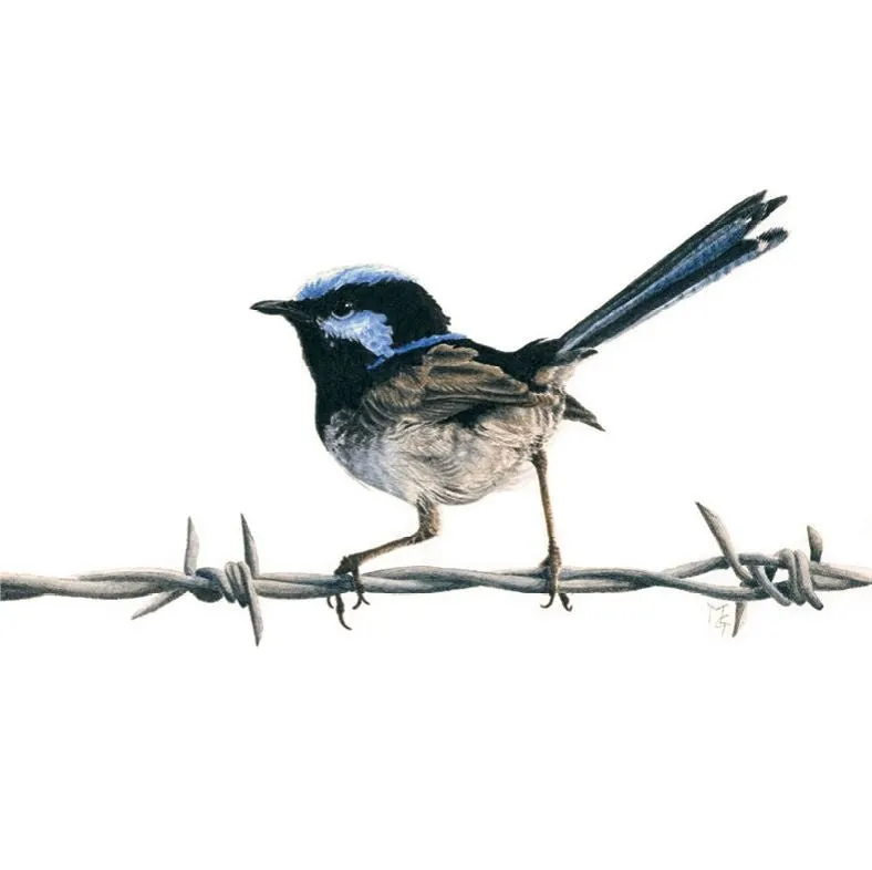 Matteo Grilli Card 'Superb Fairy Wren'
