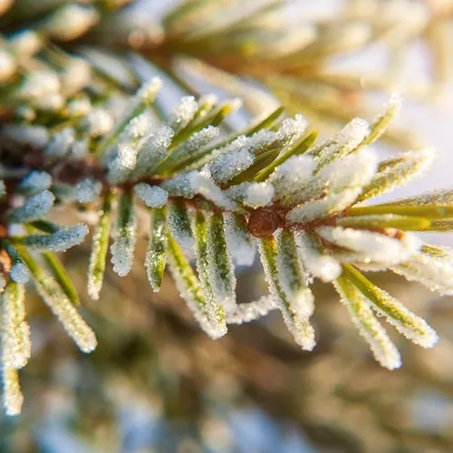 NOBLE FIR & CEDAR