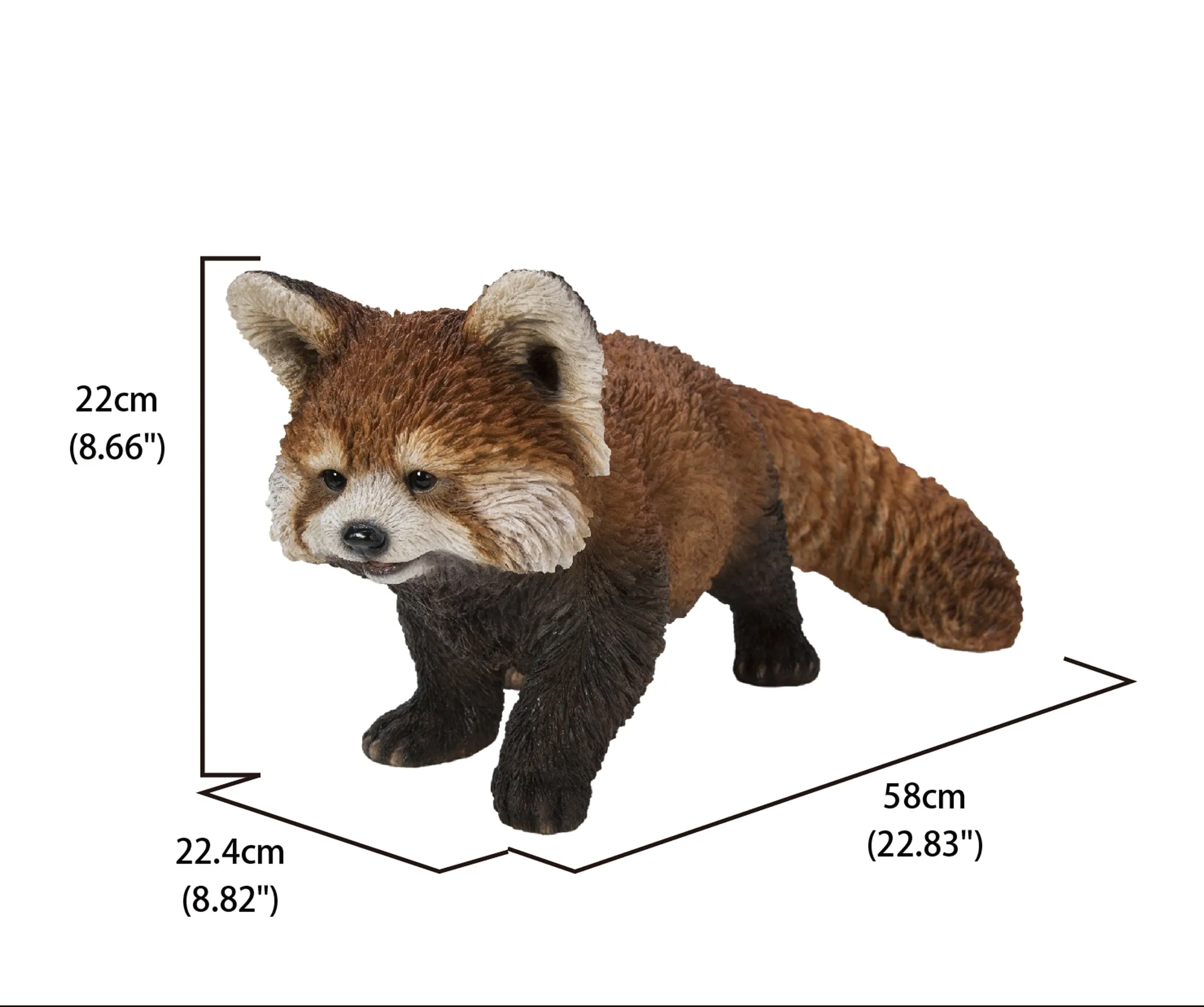 Red Panda Cub Walking