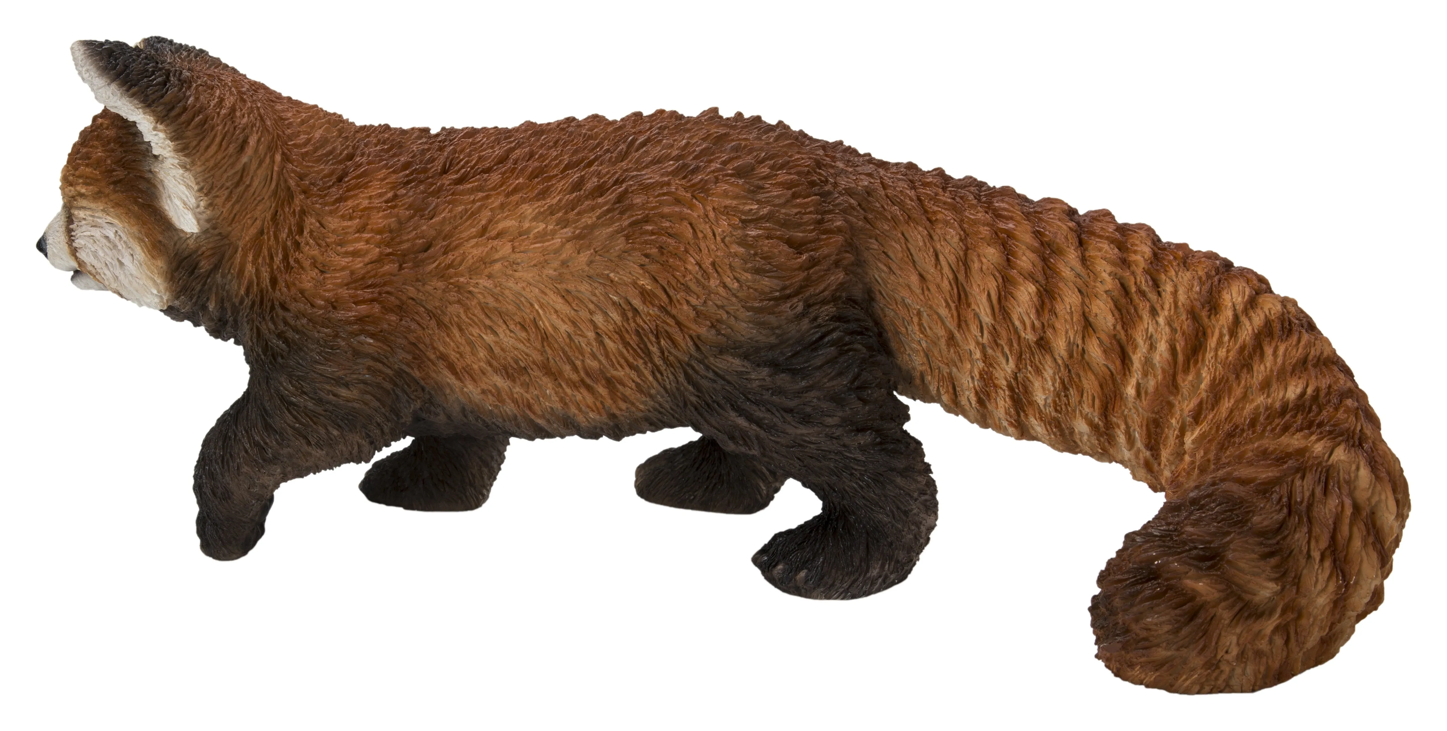 Red Panda Cub Walking