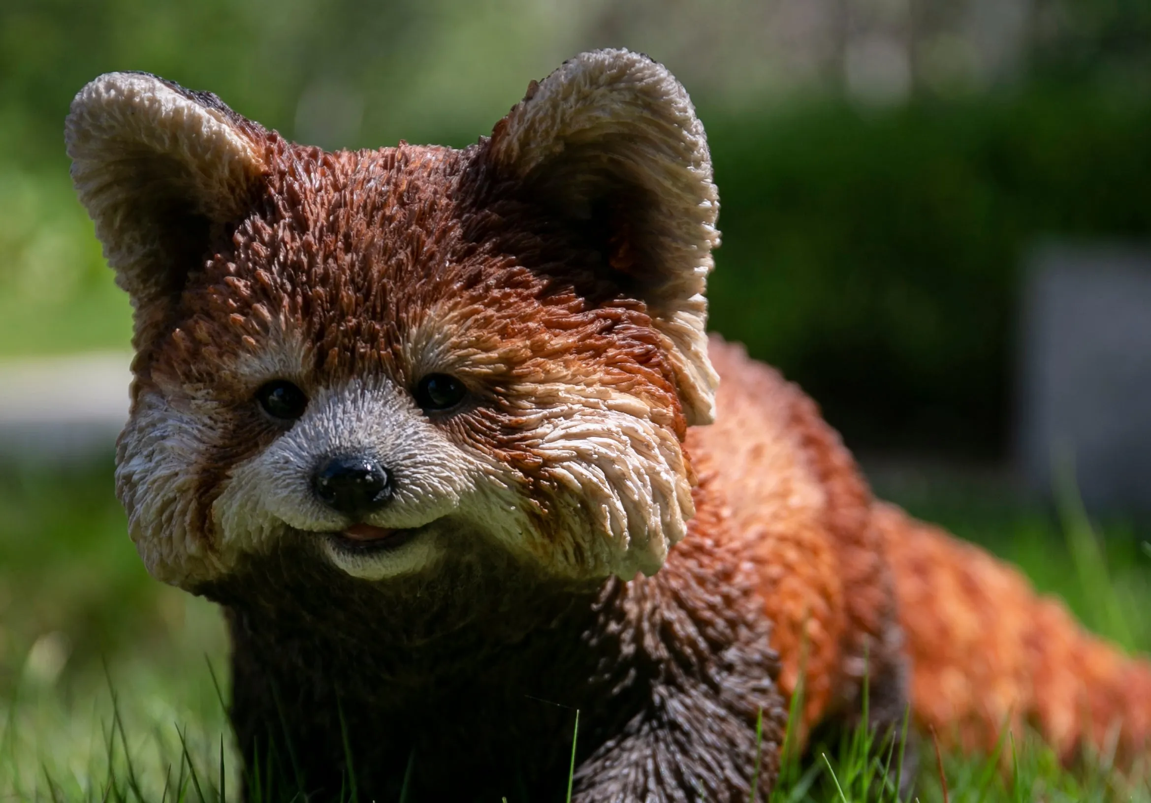 Red Panda Cub Walking