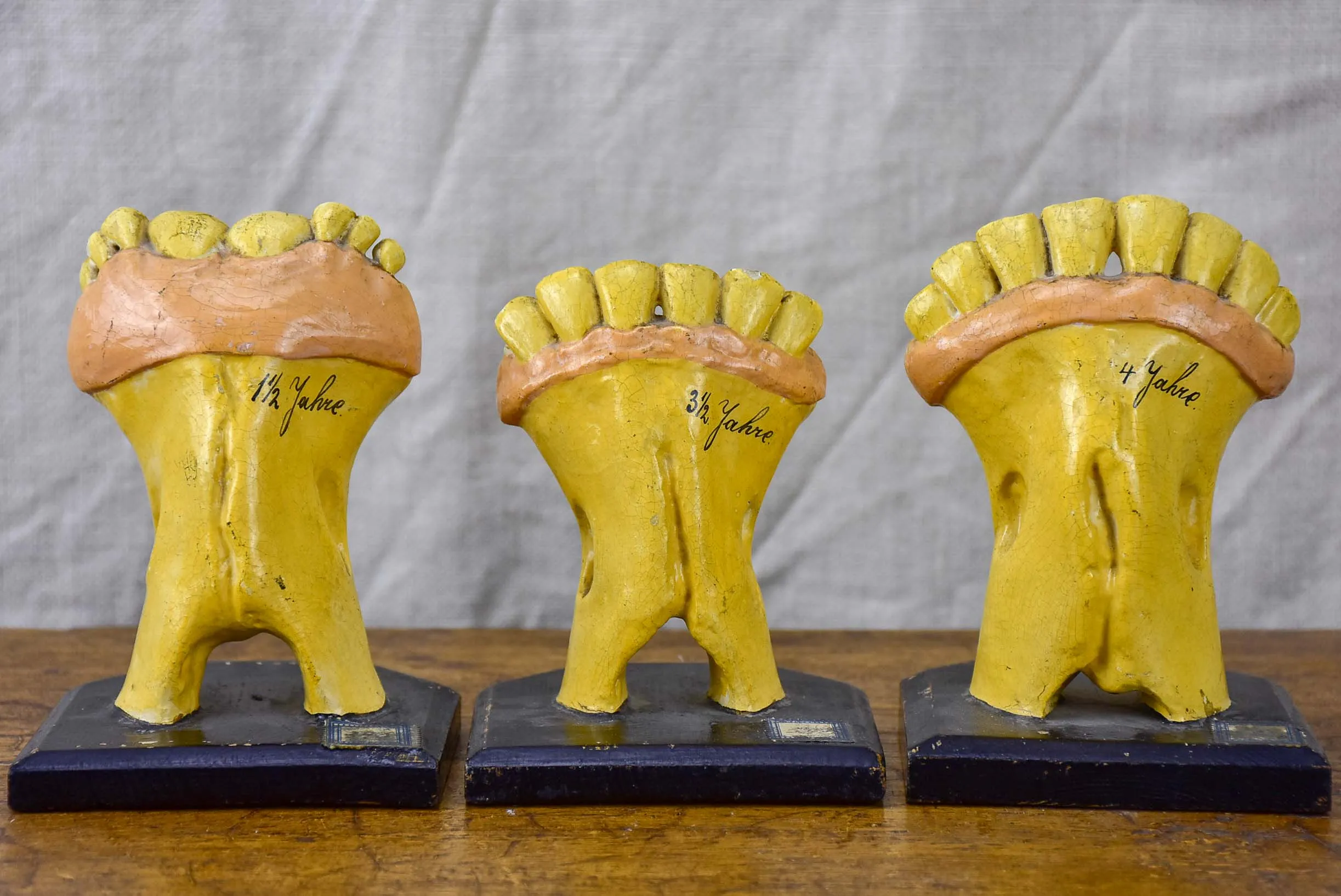 Three antique horse teeth molds from a Veterniary school
