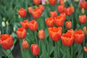 Tulipa 'Orange Juice' - Sold out for 2024!