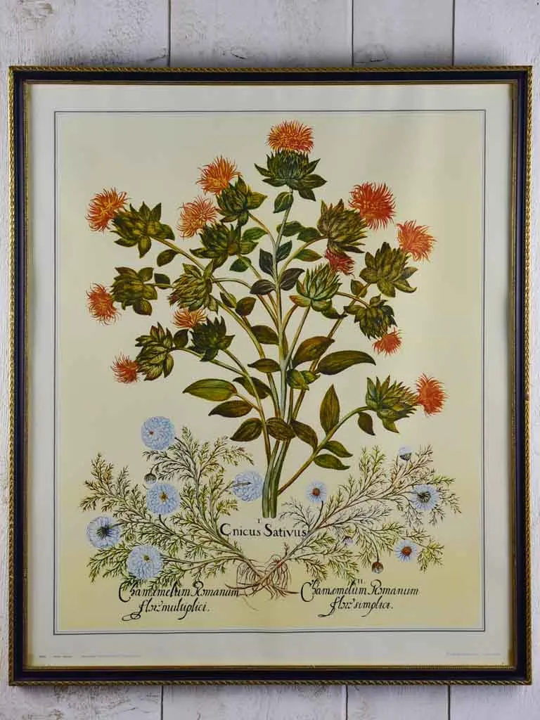 Vintage French botanic art print - Cnicus Sativus 26¾" x 22¾"